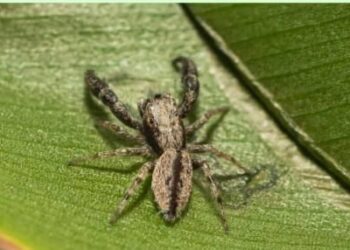 पुण्याच्या टेकडीवर सापडला उडी मारणारा कोळी!, जागतिक स्तरावरचे महत्त्वाचे संशोधन