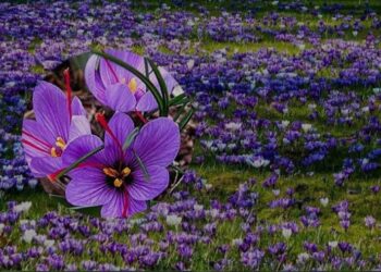 परदेशात प्रशिक्षण घेऊन घरातच केली ‘केशर’ शेती!