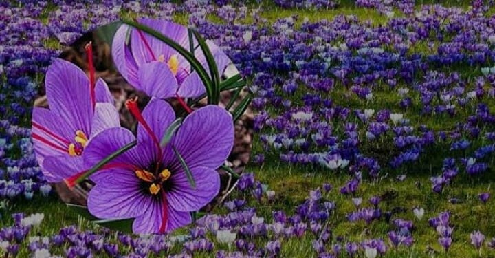 परदेशात प्रशिक्षण घेऊन घरातच केली ‘केशर’ शेती!