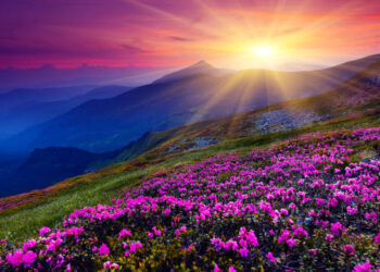 पॉझिटीव्ह मॉर्निंग…