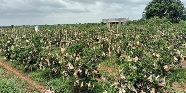 `तेल्या’ रोखण्यासाठी फळे क्वारांटाईन…