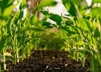 सिक्कीम ठरले जगातील पहिले सेंद्रिय राज्य