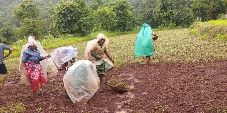 ‘नाचणीचे गाव कुसुंबी’ आले प्रकाशझोतात